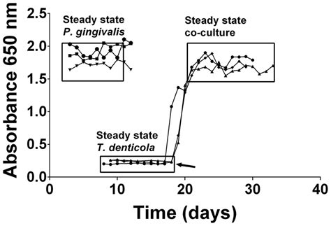 Continuous culture of P. gingivalis and T. denticola mono- and ... 