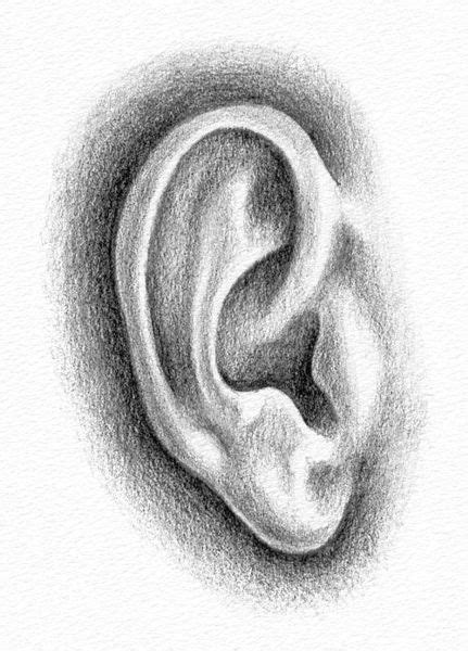 Pencil Portrait Drawing - How to Draw an Ear