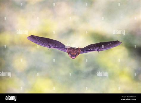 Common pipistrelle y Stock Photo - Alamy