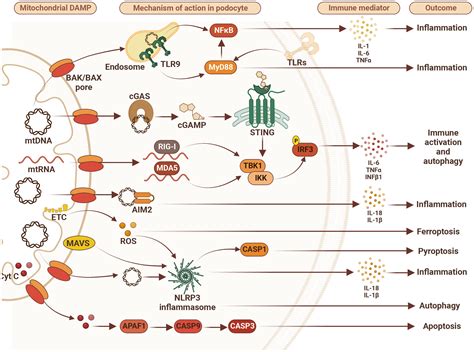 Frontiers The Podocyte Glomerular Sentinel At The Crossroads Of