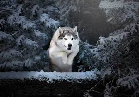 Husky 4k Wallpapers Top Free Husky 4k Backgrounds Wallpaperaccess