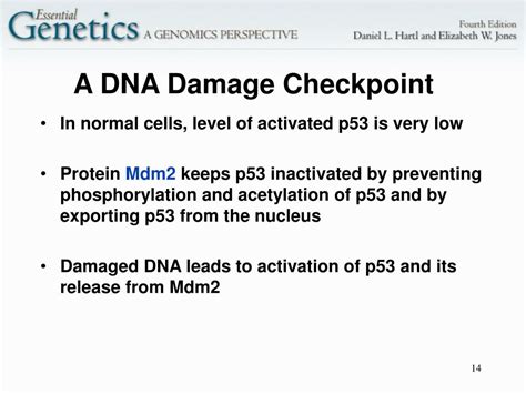 Ppt 13 Molecular Genetics Of Cell Cycle And Cancer Powerpoint