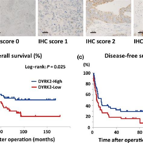 Characterization Of Hct116 E2 Human Colorectal Cancer Cells A Hct116