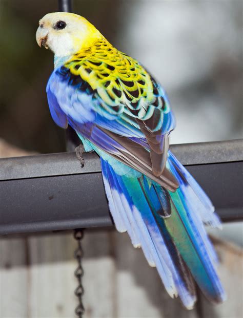 The Pale Headed Rosella Is A Broad Tailed Parrot Of The Genus