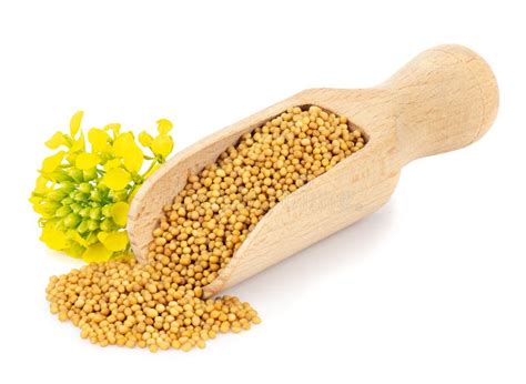 Mustard Flower Seeds Stock Photos Free Royalty Free Stock