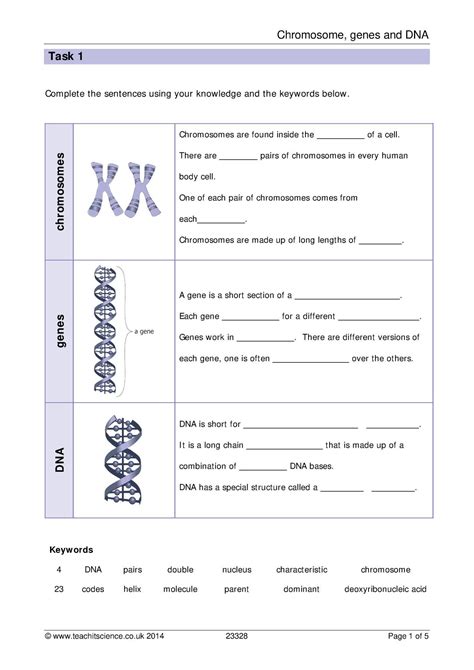 Gene And Chromosome Mutation Worksheet Worksheet For Education