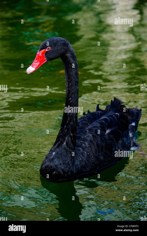 Captive Swan Hi Res Stock Photography And Images Alamy