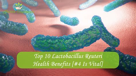 Top 10 Lactobacillus Reuteri Health Benefits [#4 Is Vital]