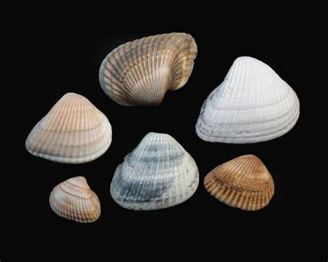 Curious Collectors Of Clam Shells Identification And Interesting Facts Hubpages