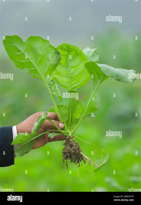 Hand Holding Freshly Harvested Spinach In Field Stock Photo Alamy