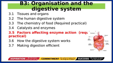 B3 Organisation And The Digestive System Gcse Aqa Teaching Resources