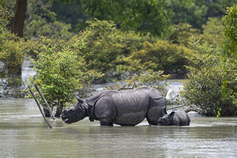 flood waters submerge kaziranga national park pobitora wildlife