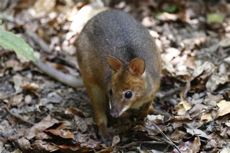 Red-legged Pademelon_U9A3673- | Crater Lakes FNQ | Bruce King | Flickr