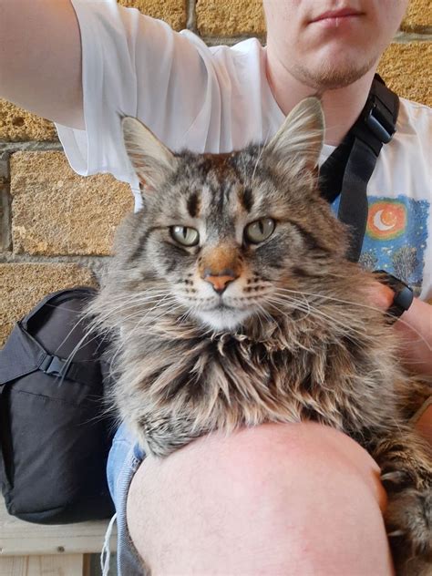 This Cat Thinks The Landlord Is Polite Enough Rpolitecats