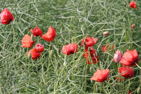 Wallpaper Landscape Red Field Poppies Flower Flora Vallmo