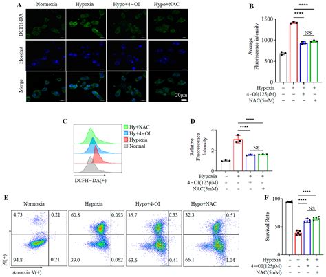 Biomolecules Free Full Text Oi Protects Min Cells From Oxidative