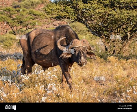 African Buffalo In Southern African Savanna Stock Photo Alamy