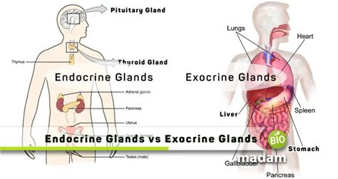 Difference Between Endocrine And Exocrine Glands - biomadam