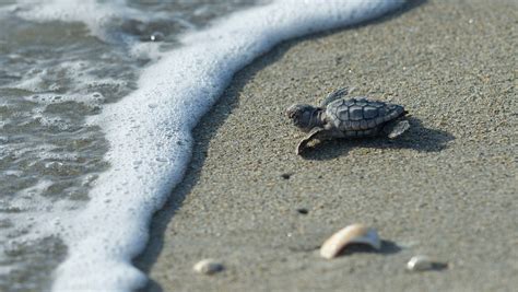 After Record Setting Year Fewer Sea Turtle Nests Expected Statewide In