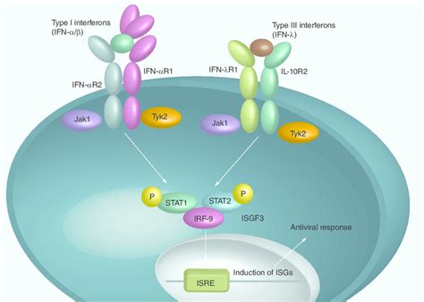 Upregulation Of Interferon Stimulated Genes Following The Binding Of