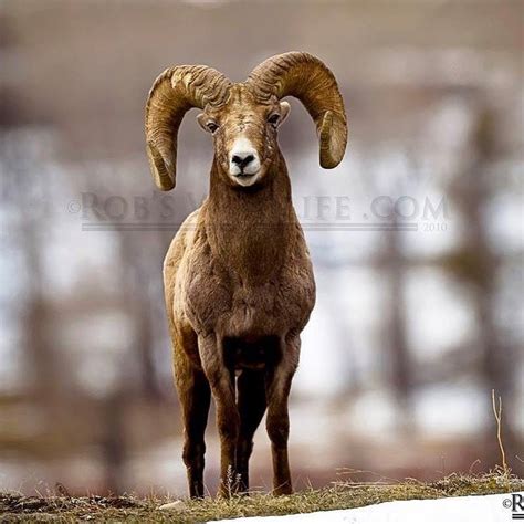 Large And Beautiful Big Horn Sheep Ram In Yellowstone National Park