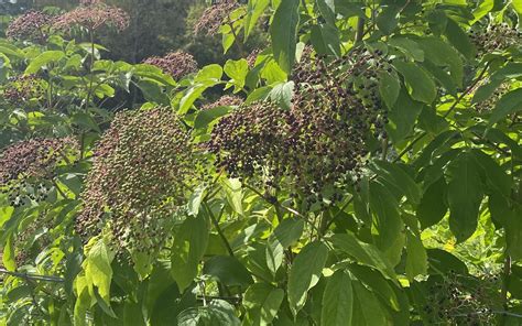 Elderberries Sambucus Spp Edible Wild Plant Info