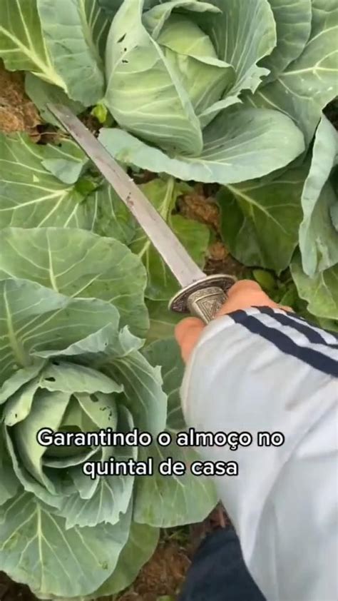 Quem Planta Colhe Quer Uma Horta Assim Link Na Bio Do Meu Perfil Em