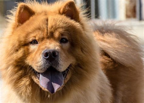 Cu Nto Crece Un Chow Chow Vimar Alfambra