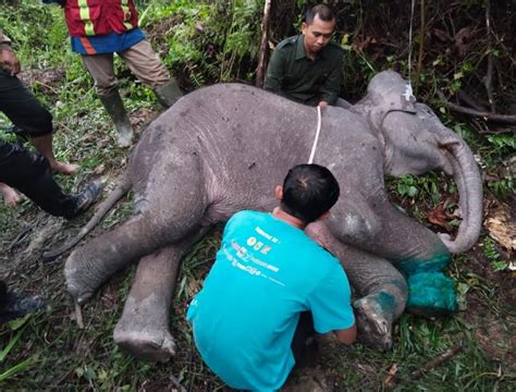 Anak Gajah Di Riau Mati Mengenaskan Diduga Kena Jerat Okezone News