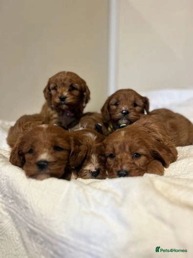 Dark Red Cavapoos Builth Wells Pets4homes