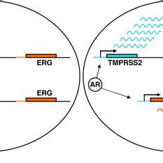 Tmprss And Erg Genes In Tumor And Benign Prostate Epithelial Cells