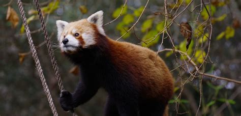 Alimentação do Panda vermelho Jardim Zoológico