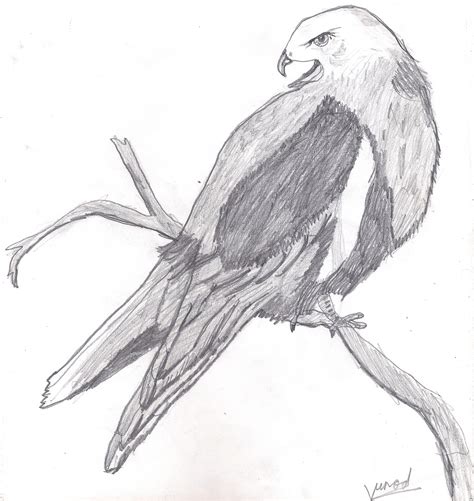 20+ New For Drawing Picture Of Kite Bird - Sarah Sidney Blogs