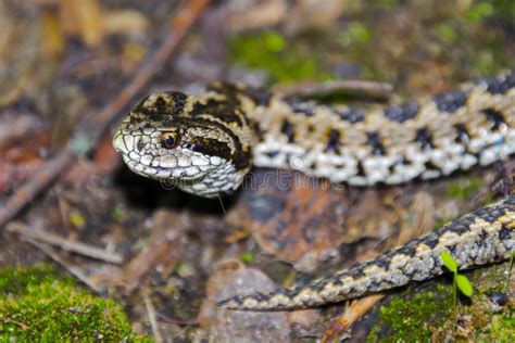 Hungarian Meadow Viper On The Ground On A Sunny Day Stock Photo Image