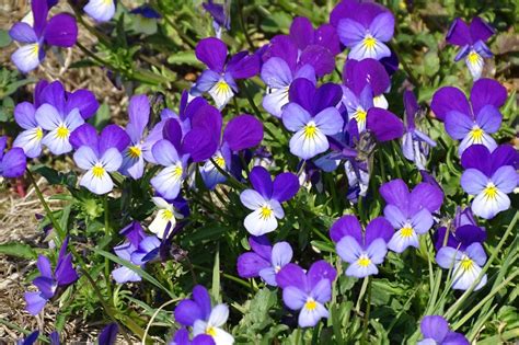 Bloem Of Plant Driekleurig Viooltje