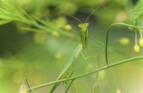 New Zealand Praying Mantis Insect Week