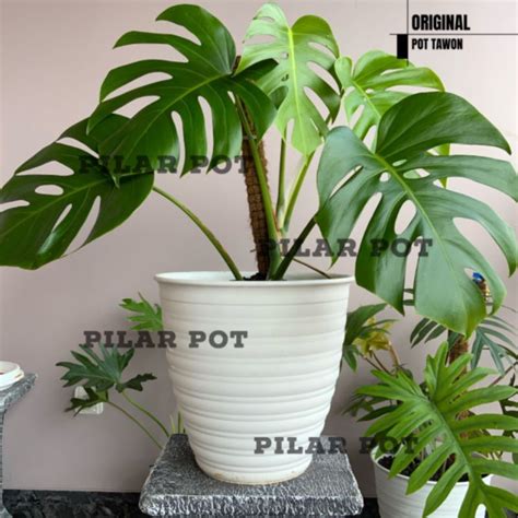 Jual POT BUNGA TANAMAN TINGGI TAWON PIRUS PUTIH 30 CM ORIGINAL BUDI