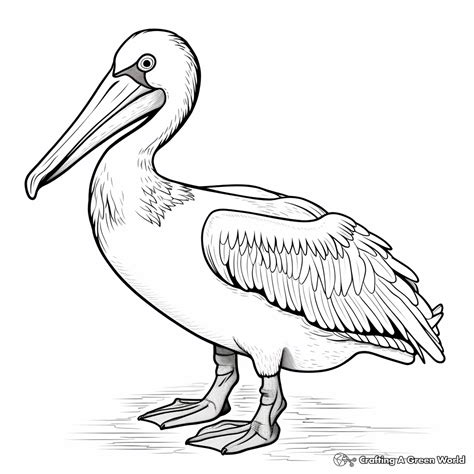 Pelican Coloring Pages Free And Printable