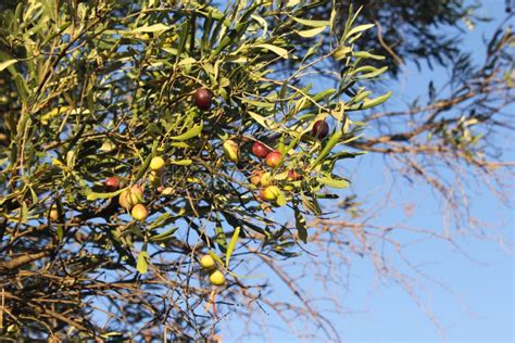 Aceitunas De Variedad Manaki En Rama De Olivo Foto De Archivo Imagen