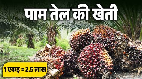 पाम तेल की खेती करें सरकार देगी 11 040 करोड़ सब्सिडी Palm Tree Farming Palm Oil Youtube