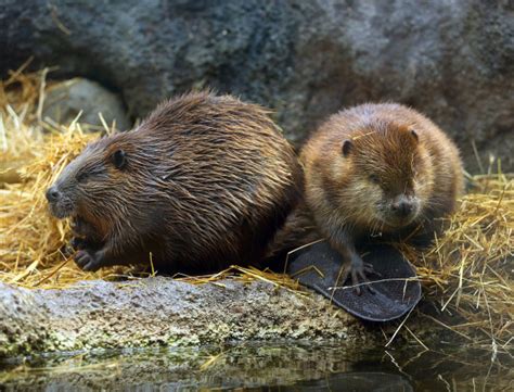 Beavers - Facts, Characteristics, Info, Pictures, Behavior, Breeding ...
