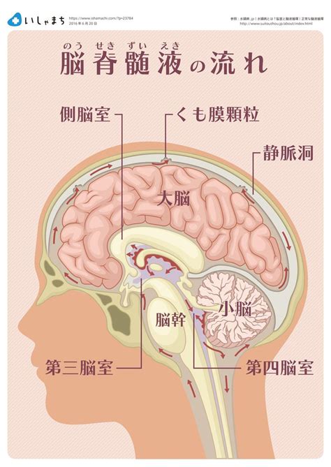 脳脊髄液（髄液）の流れ Infographics Medical Anatomy Medical Illustration