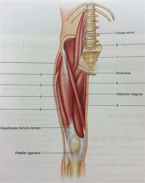 Muscle Lab Figure Muscles Of The Anterior Right Hip And Thigh