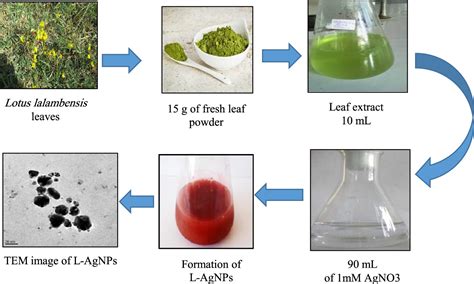 Green Synthesis Of Silver Nanoparticles Using The Lotus Lalambensis