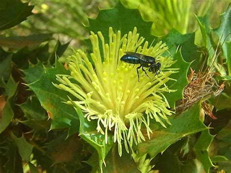 Plantfiles Pictures Parrot Bush Banksia Sessilis Var Sessilis By Kell