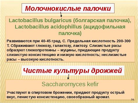 Расскажем: Ацидофильная палочка что это