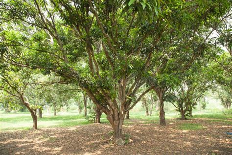 Mango plantation. stock image. Image of plantation, tropic - 29999273