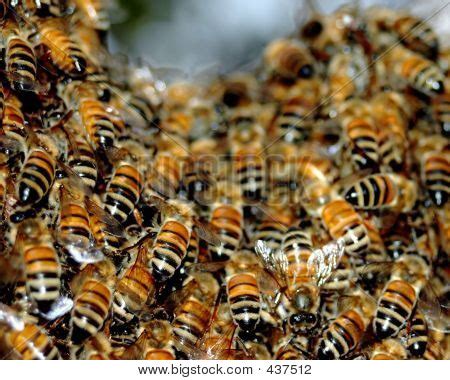 Honey Bee Swarm Image & Photo (Free Trial) | Bigstock