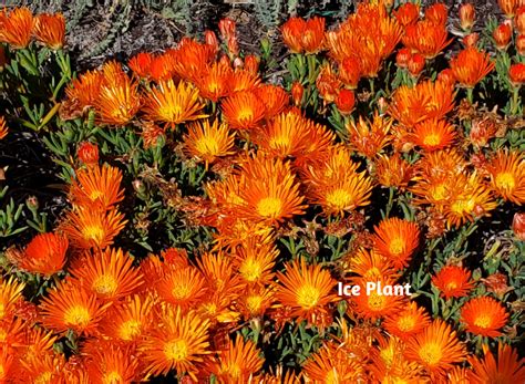 Drought Tolerant Flowers | Flowers, Plants, Gardening | Blooming Secrets