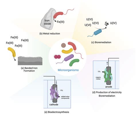 Microbial Activities Mediated By Eet Download Scientific Diagram